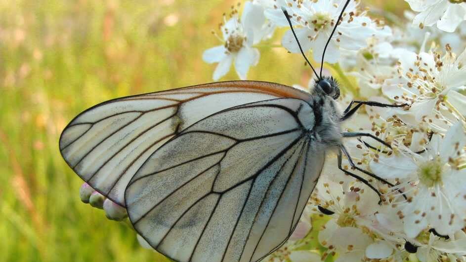 Exemplar d'Aporia crataegi. Foto: Fernando Carceller