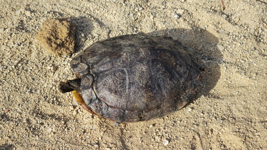 Tortuga trobada a Montigalà. Foto: BDNDigital